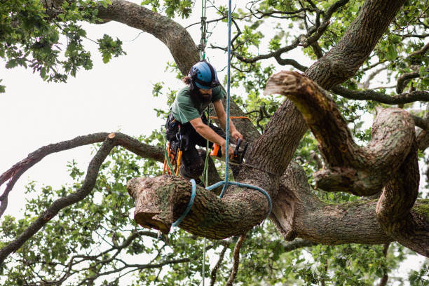 Best Arborist Consultation Services  in USA